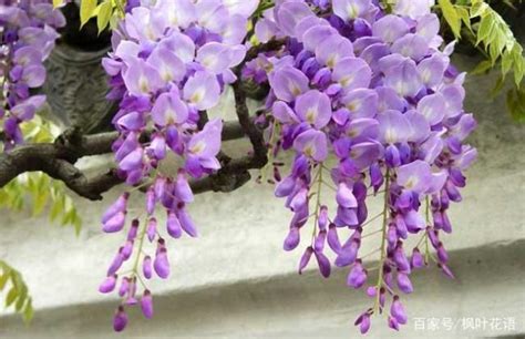 紫藤花 風水 家裡種什麼花比較適合
